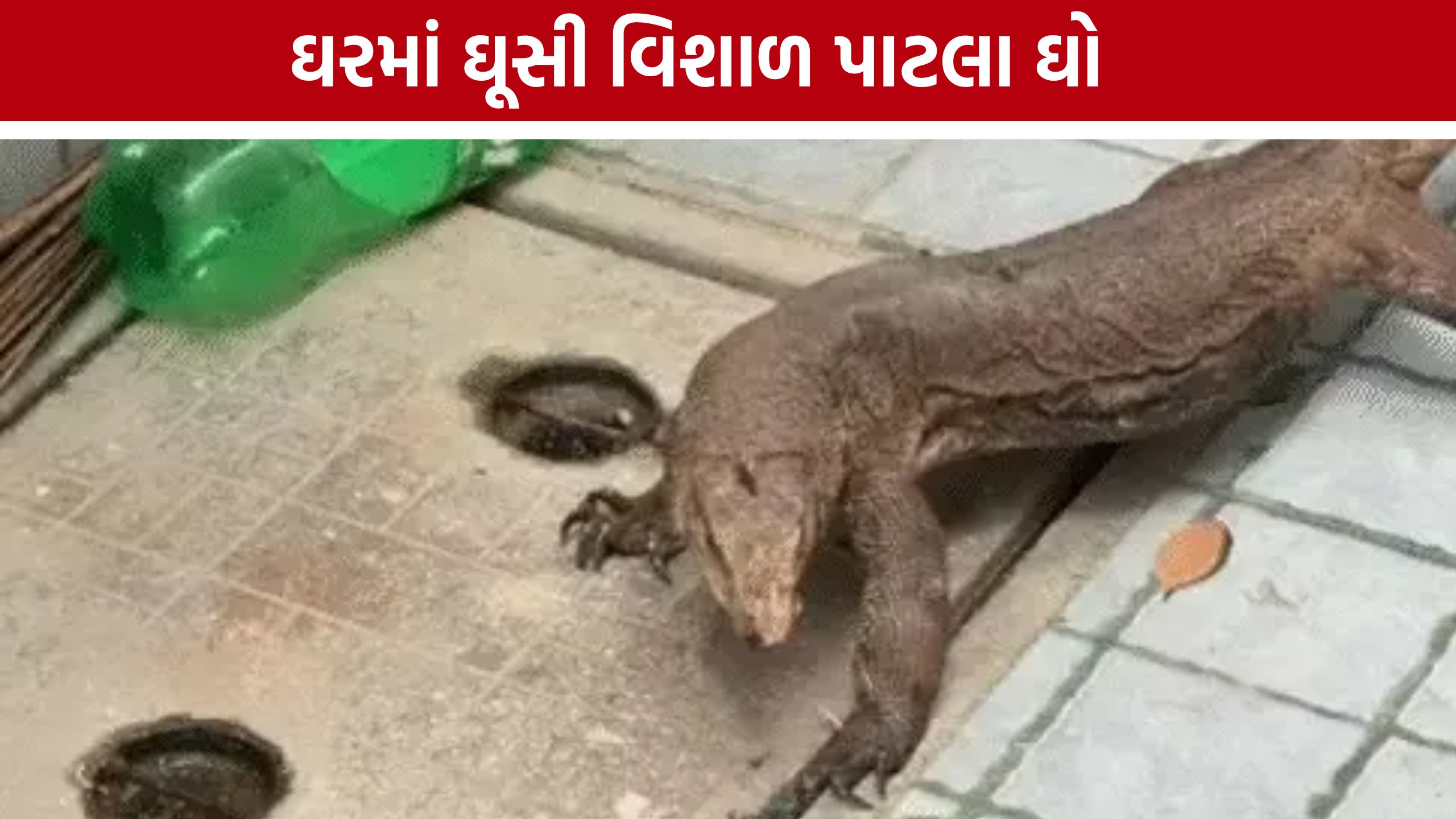 Monitor Lizard Rescue: વાઘોડિયા રોડ પર ઘરમાં ઘૂસી વિશાળ પાટલા ઘો, રેસ્ક્યૂ બાદ પરિવારને રાહત