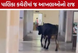 Veraval Stray Cattle: વેરાવળ પાલિકા કચેરીમાં રખડતાં પશુઓની એન્ટ્રી: તંત્રની કામગીરી સામે ઉઠ્યા સવાલો