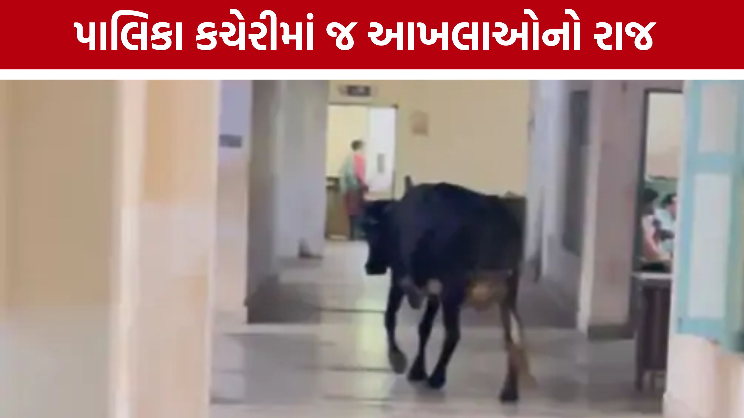Veraval Stray Cattle: વેરાવળ પાલિકા કચેરીમાં રખડતાં પશુઓની એન્ટ્રી: તંત્રની કામગીરી સામે ઉઠ્યા સવાલો