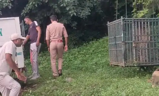 Junagadh Leopard Captured: 5 દિવસનો આતંક ખતમ