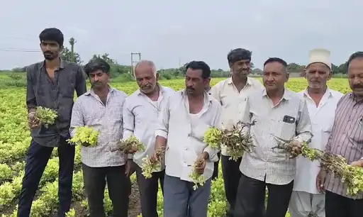 Groundnut Crop Failure