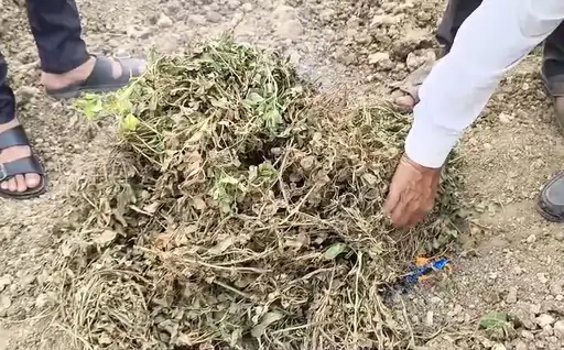Groundnut Crop Failure
