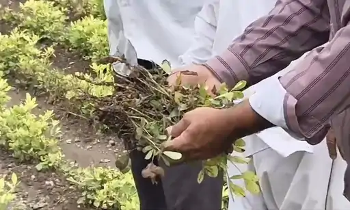Groundnut Crop Failure