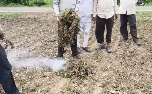Groundnut Crop Failure