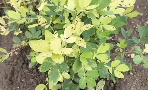 Groundnut Crop Failure