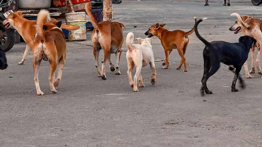 છ મહિનામાં હજારો શ્વાનોનું સ્ટરિલાઇઝેશન અને રસીકરણ