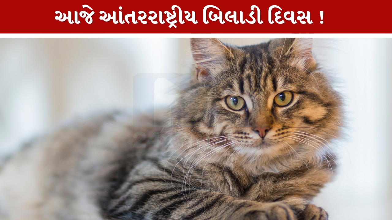 International Cat Day