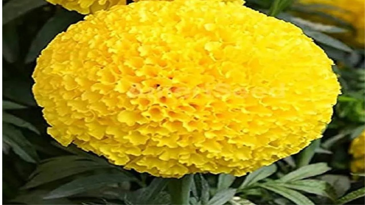 ગલગોટો
