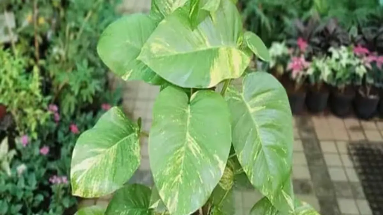 મની પ્લાન્ટ