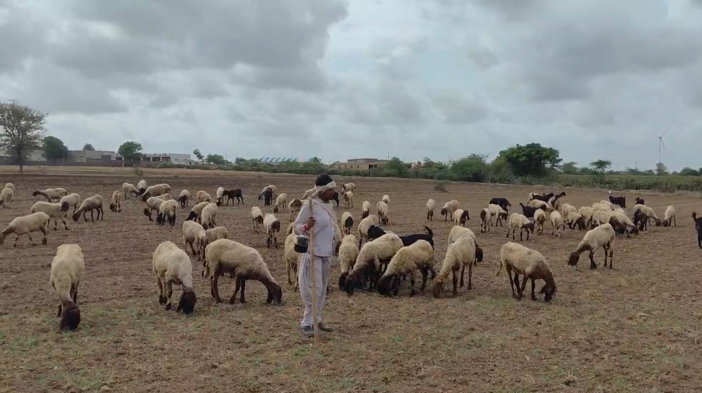 Saurashtra Drought: કોંગ્રેસનો 50 સ્થળે ખેતરમાં યજ્ઞ કરી અનોખો વિરોધ