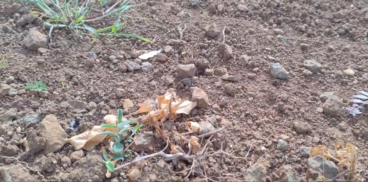 Saurashtra Drought: કોંગ્રેસનો 50 સ્થળે ખેતરમાં યજ્ઞ કરી અનોખો વિરોધ