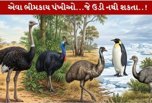 Largest Birds...ઉડી ન શકનારા 5 Amazing વિશાળકાય જીવંત પક્ષીઓ વિશે જાણો!