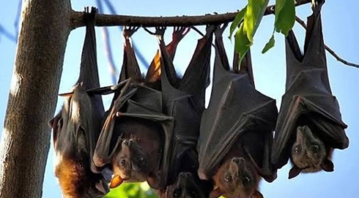 Bats Immune System