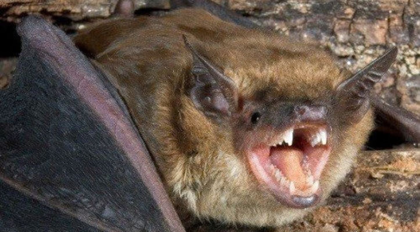 Bats Immunity Against Viruses