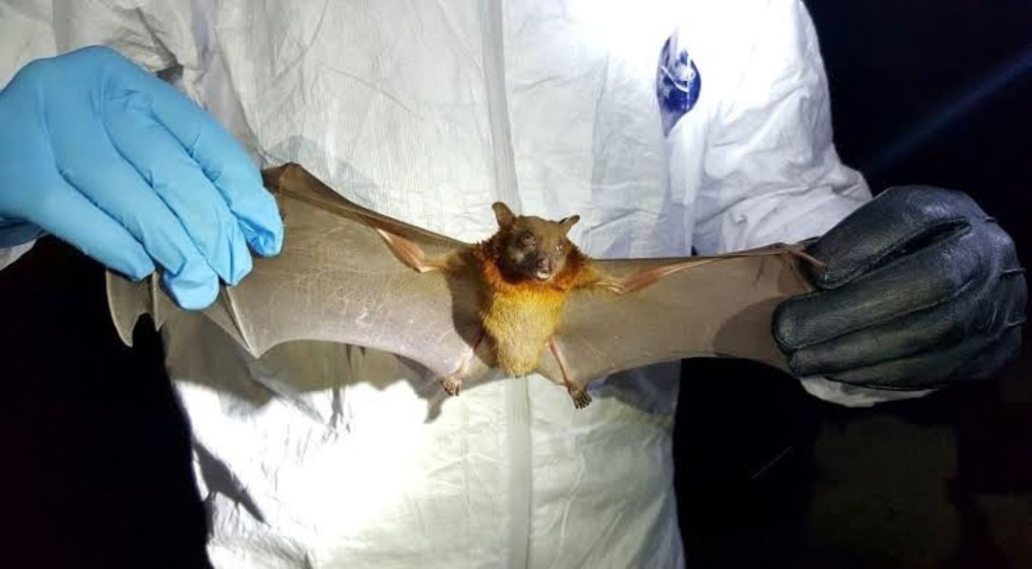 Bats Viruses & Human Health