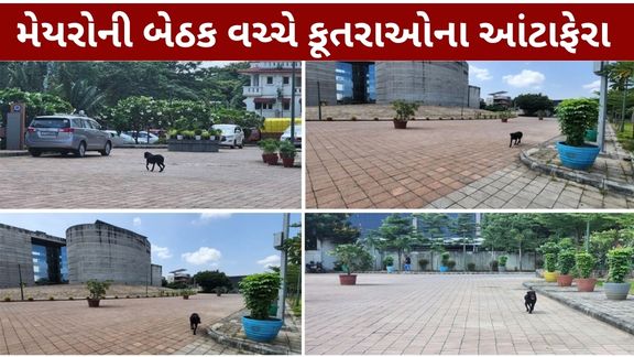 સુરતમાં રખડતા કૂતરા (Stray Dogs)નો મુદ્દો ફરી ચર્ચામાં આવ્યો છે.