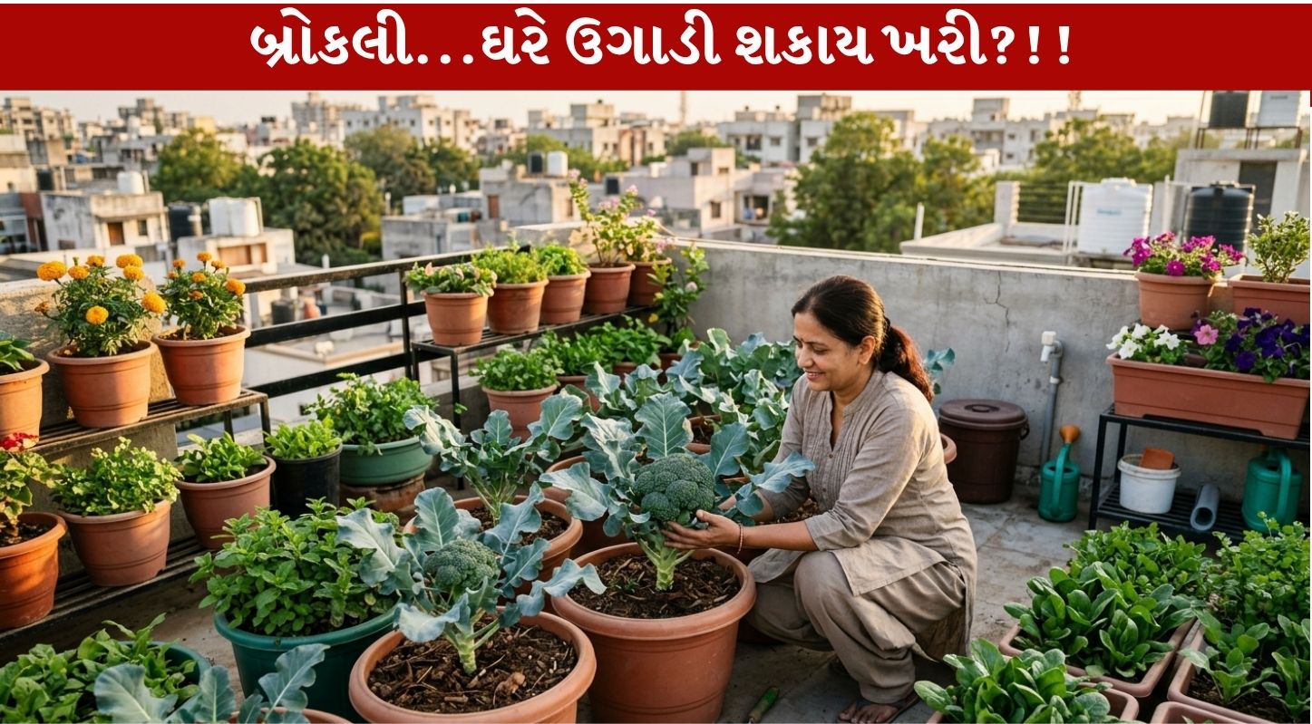 Broccoli Growing Tips...ફૉલો કરીને ઘરે જ બ્રોકલી ઉગાડો..!