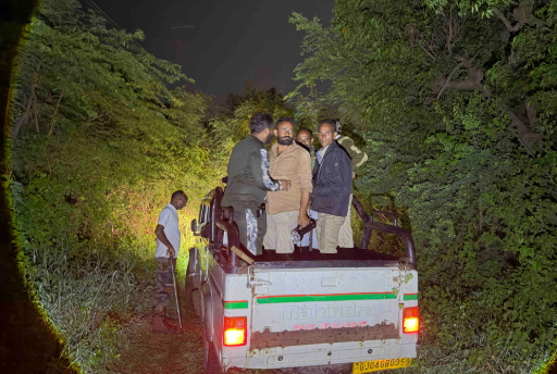 Rajula Lion Attack