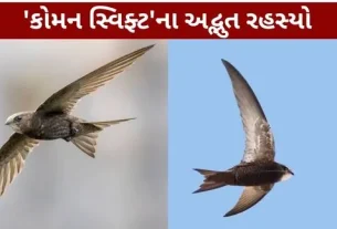 Common Swift The Amazing Secrets