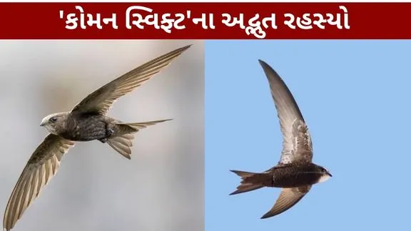 Common Swift The Amazing Secrets