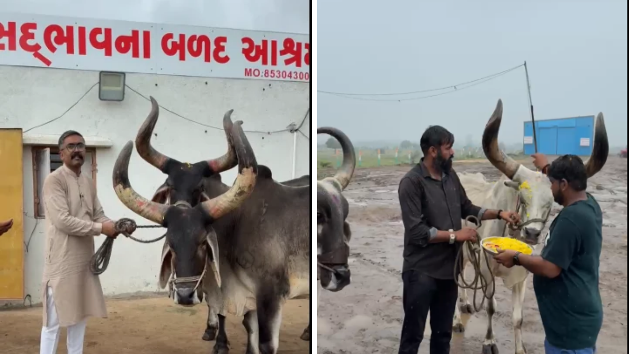 Drought Fodder Crisis Rajkot બળદ આશ્રમ હાઉસફૂલ! 20 દિવસમાં 2000 બળદ, ખેડૂતોની આંખોમાં આંસુ