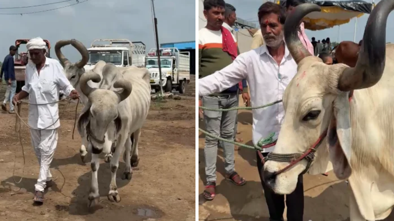 Drought Fodder Crisis Rajkot બળદ આશ્રમ હાઉસફૂલ! 20 દિવસમાં 2000 બળદ, ખેડૂતોની આંખોમાં આંસુ