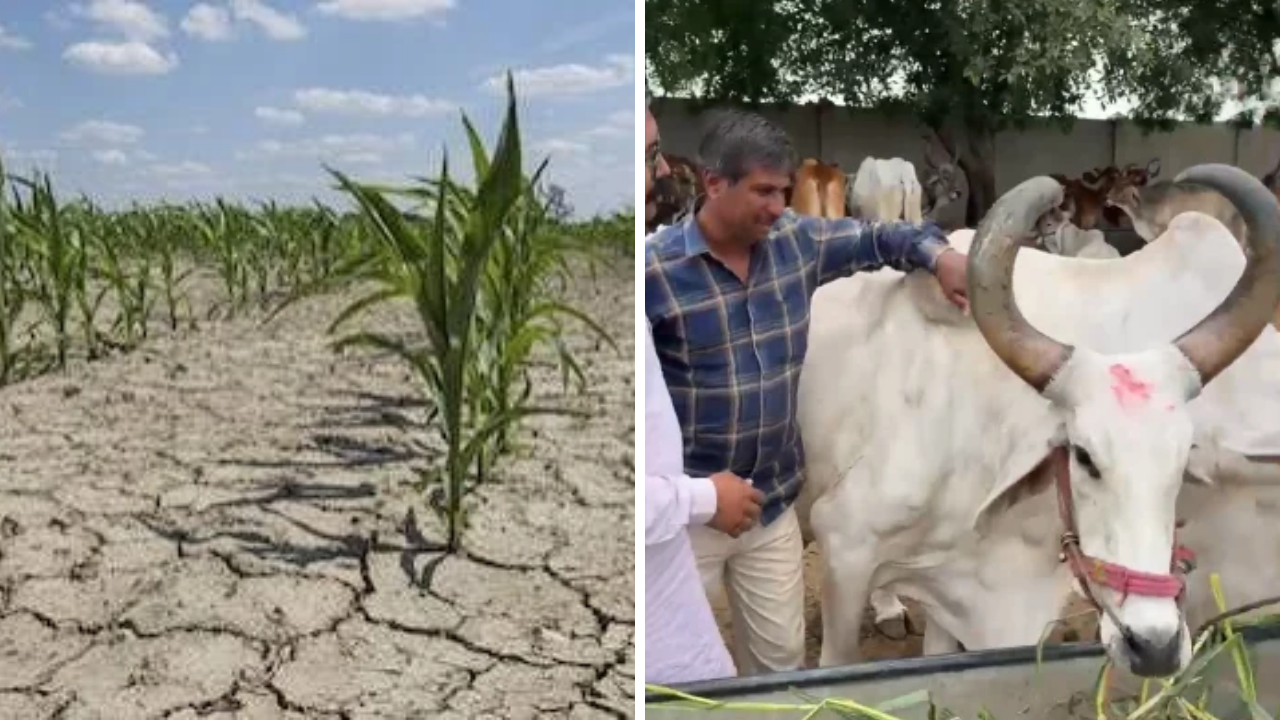 Drought Fodder Crisis Rajkot બળદ આશ્રમ હાઉસફૂલ! 20 દિવસમાં 2000 બળદ, ખેડૂતોની આંખોમાં આંસુ