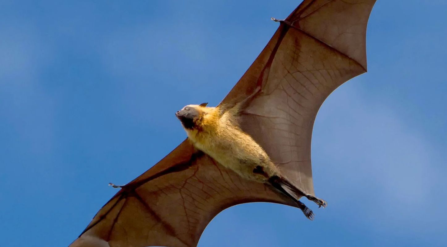 Flying Bat