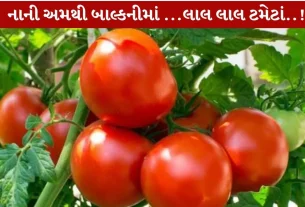 Tomato Growing Tips અપનાવીને નાની સ્પેસમાં ટમેટા ઉગાડો!