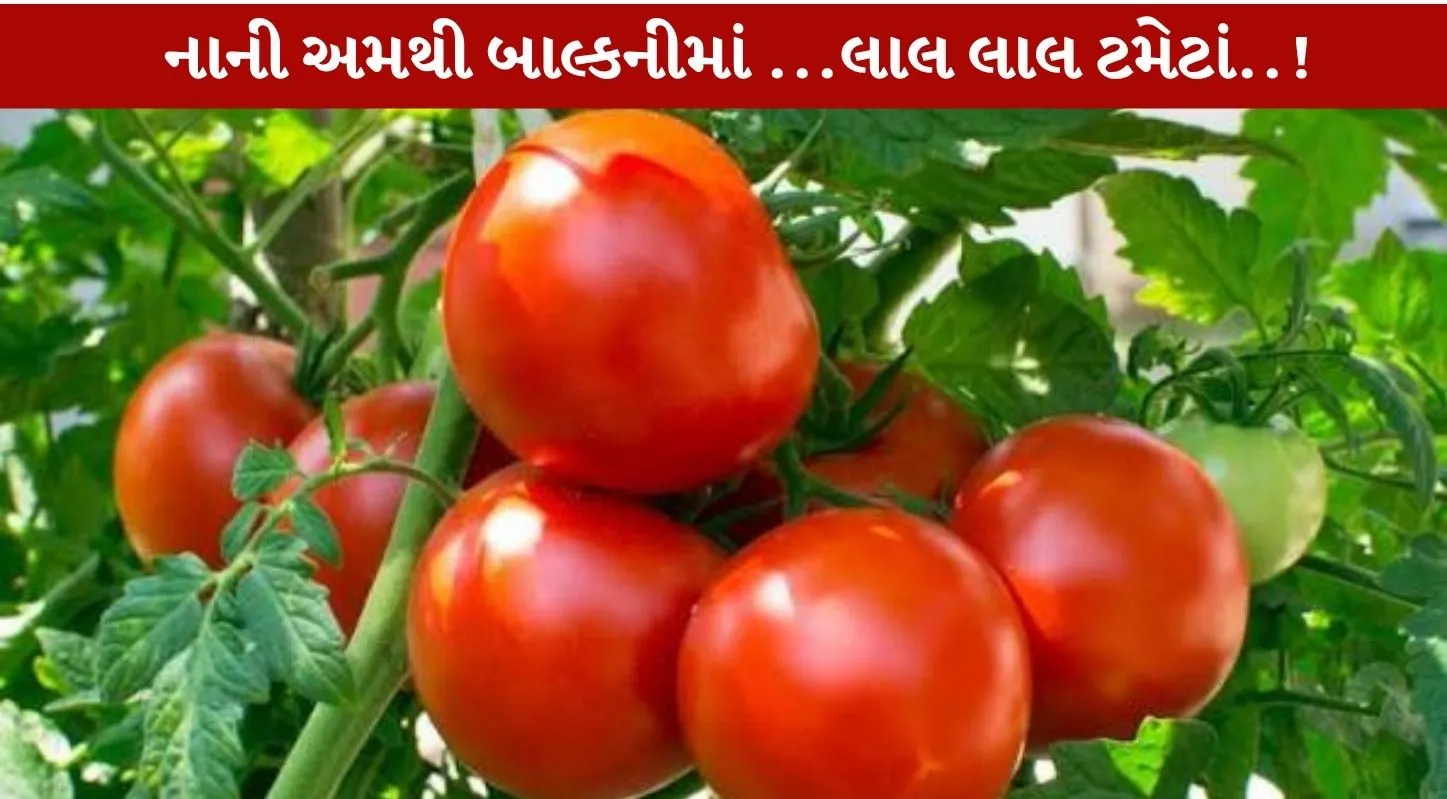 Tomato Growing Tips અપનાવીને નાની સ્પેસમાં ટમેટા ઉગાડો!