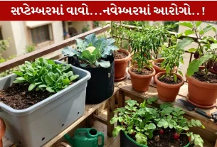 September Plants...આ 5 છોડ વાવો...તાજું શાક મેળવો!