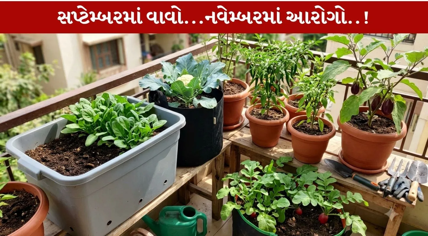September Plants...આ 5 છોડ વાવો...તાજું શાક મેળવો!