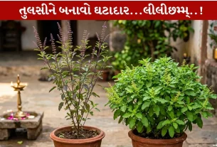 Tulsi Growth Tips...આ 5 બાબતો ફૉલો કરી તુલસીને બનાવો ઘટાદાર!
