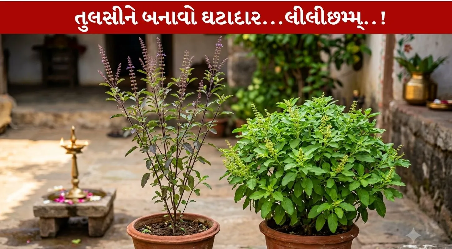 Tulsi Growth Tips...આ 5 બાબતો ફૉલો કરી તુલસીને બનાવો ઘટાદાર!