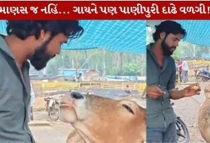 Viral Video...ગાય પાણીપુરી ખાવાની જીદ કરવા લાગી!