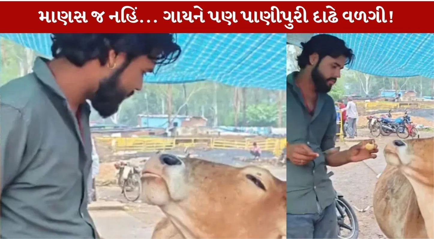 Viral Video...ગાય પાણીપુરી ખાવાની જીદ કરવા લાગી!
