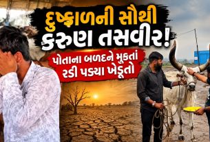Drought Fodder Crisis Rajkot બળદ આશ્રમ હાઉસફૂલ! 20 દિવસમાં 2000 બળદ, ખેડૂતોની આંખોમાં આંસુ