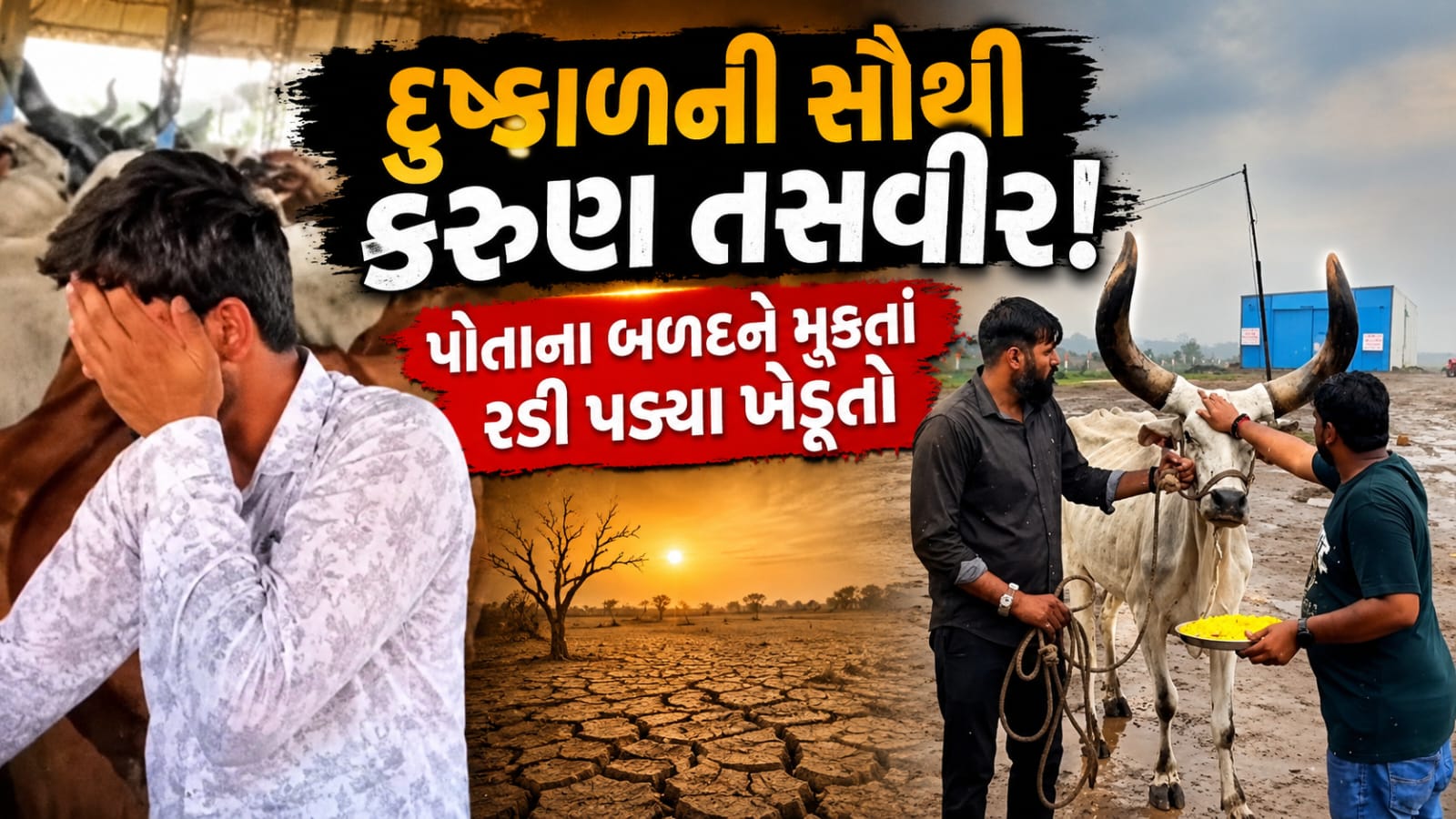 Drought Fodder Crisis Rajkot બળદ આશ્રમ હાઉસફૂલ! 20 દિવસમાં 2000 બળદ, ખેડૂતોની આંખોમાં આંસુ