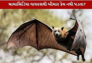 Bats પોતાના જ વાયરસથી ગંભીર રીતે બીમાર કેમ પડતા નથી? જાણો 4 Amazing Secrets!