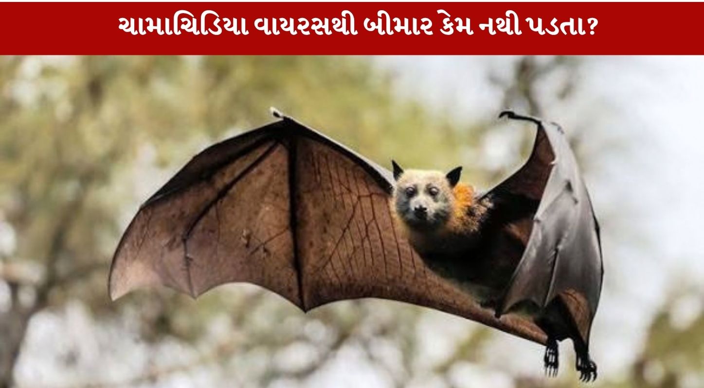 Bats પોતાના જ વાયરસથી ગંભીર રીતે બીમાર કેમ પડતા નથી? જાણો 4 Amazing Secrets!