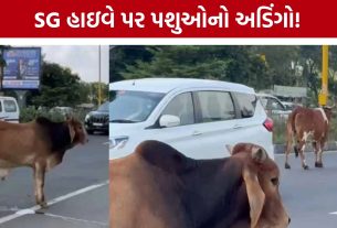 SG Highway Stray Cattle: હાઇવે પર વચ્ચે રસ્તે બેઠાં પશુઓ, વાહનચાલકોમાં ચિંતા