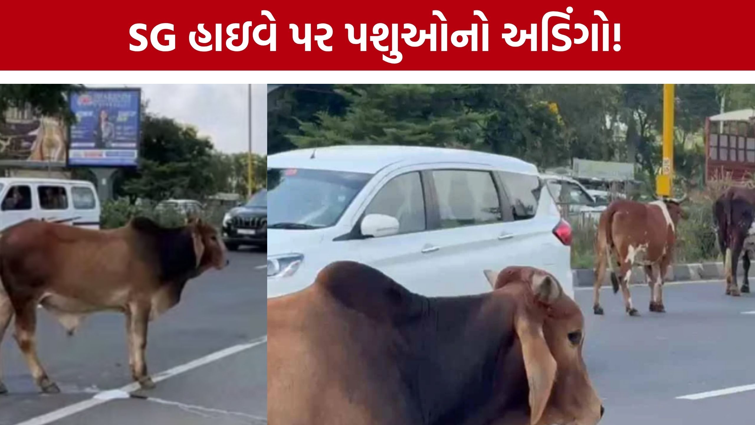 SG Highway Stray Cattle: હાઇવે પર વચ્ચે રસ્તે બેઠાં પશુઓ, વાહનચાલકોમાં ચિંતા