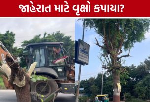 Ahmedabad Tree Trimming: વૃક્ષો કે જાહેરાત બોર્ડ? SG હાઇવે પાસે હેવી ટ્રિમિંગથી પર્યાવરણપ્રેમીઓમાં રોષ