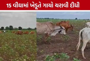 Amreli No Rain: વરસાદ ખેંચાતા અમરેલીના ખેડૂતે 15 વીઘાના ખેતરમાં ગાયો ચરાવી દીધી