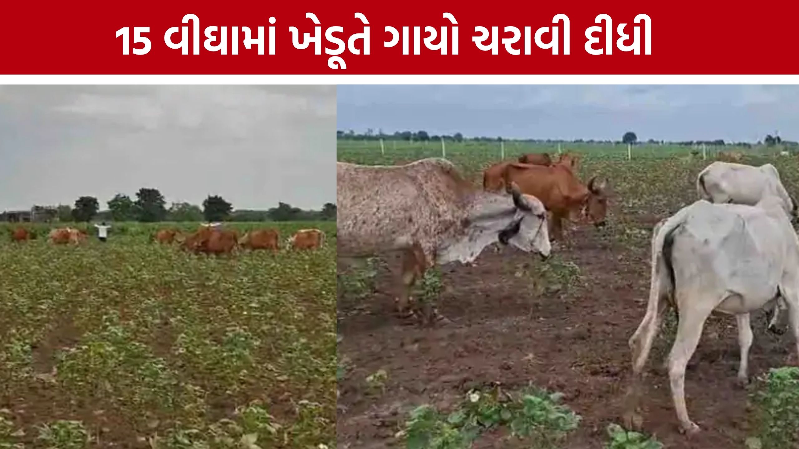Amreli No Rain: વરસાદ ખેંચાતા અમરેલીના ખેડૂતે 15 વીઘાના ખેતરમાં ગાયો ચરાવી દીધી