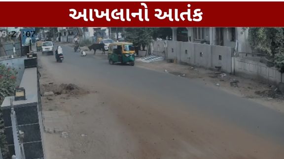 બેરણા રોડ પર રસ્તા પરથી પસાર થઈ રહેલા હરેશભાઈ શર્મા પર અચાનક આખલાએ હુમલો (Bull Attack)કર્યો હતો