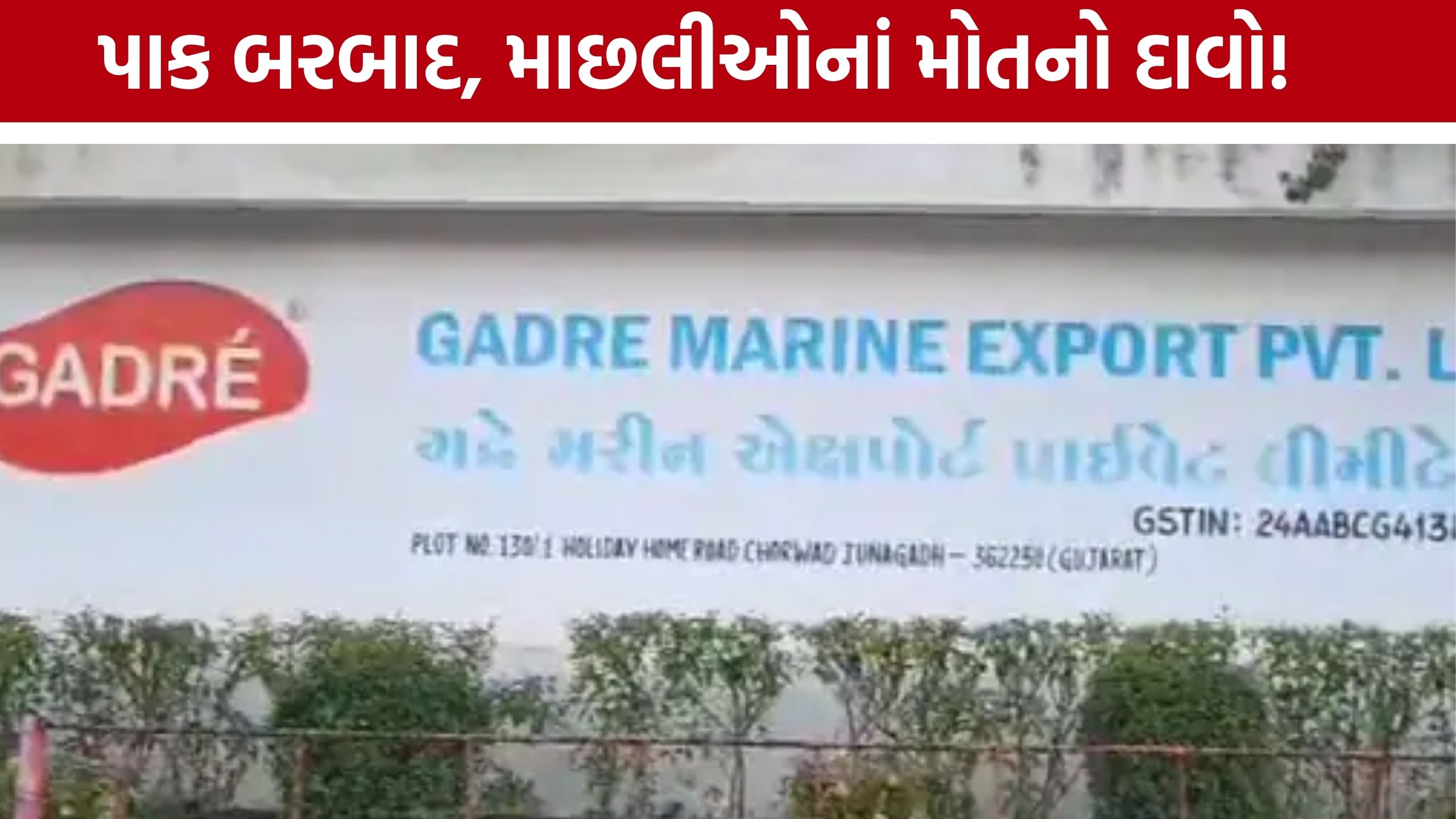 Chorwad Chemical Pollution: મેઘલ નદીમાં માછલી-કાચબા મૃત મળ્યાનો દાવો, ચોરવાડમાં કંપની સામે ખેડૂતોનો રોષ