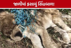 Amreli lion cub death: જાફરાબાદના વઢેરા ગામે સિંહબાળનું મોત, વાડીની જાળીમાં ફસાયું હતું
