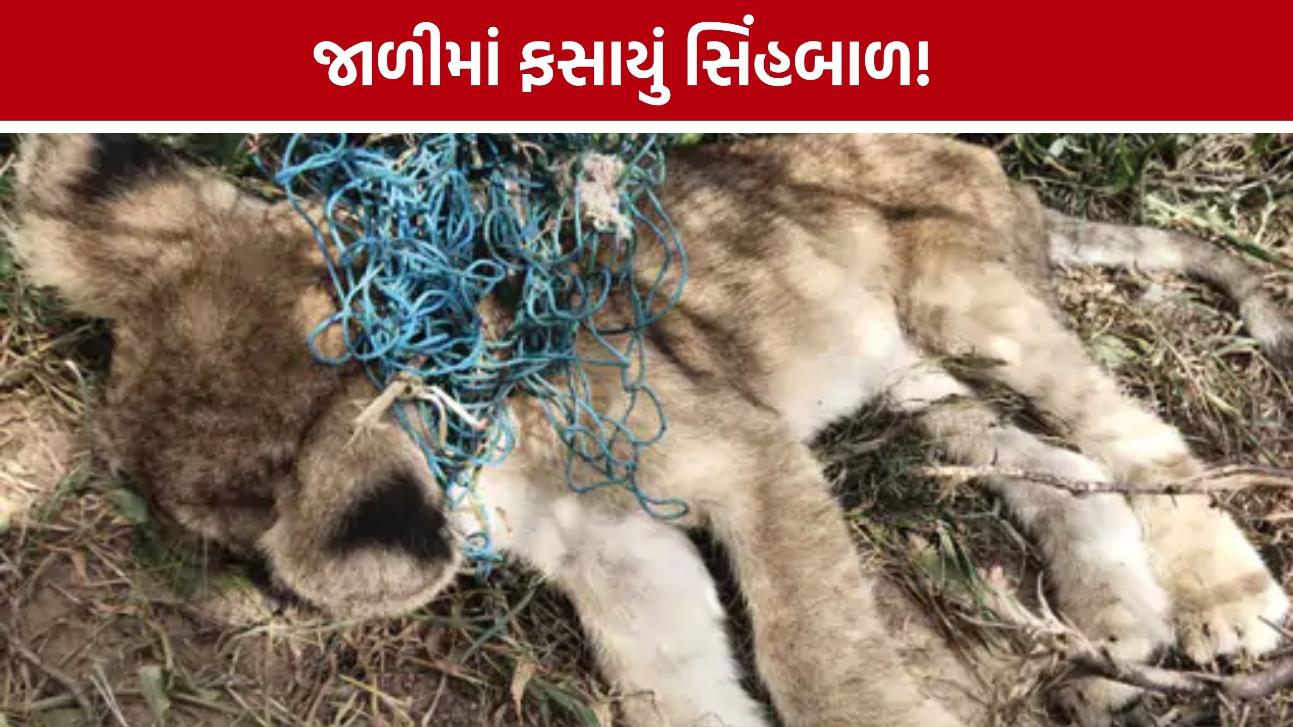 Amreli lion cub death: જાફરાબાદના વઢેરા ગામે સિંહબાળનું મોત, વાડીની જાળીમાં ફસાયું હતું