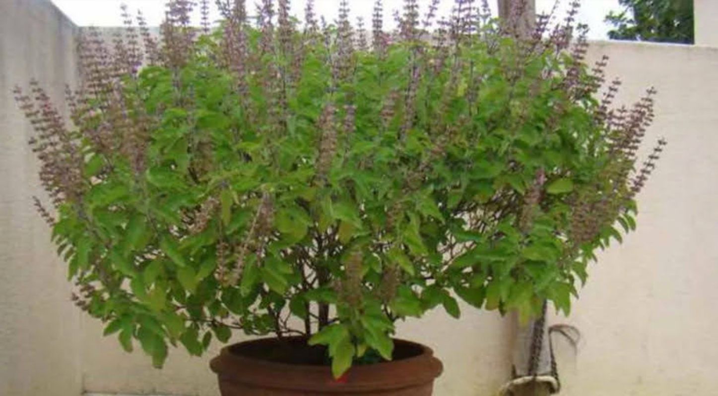 તુલસીનો છોડ